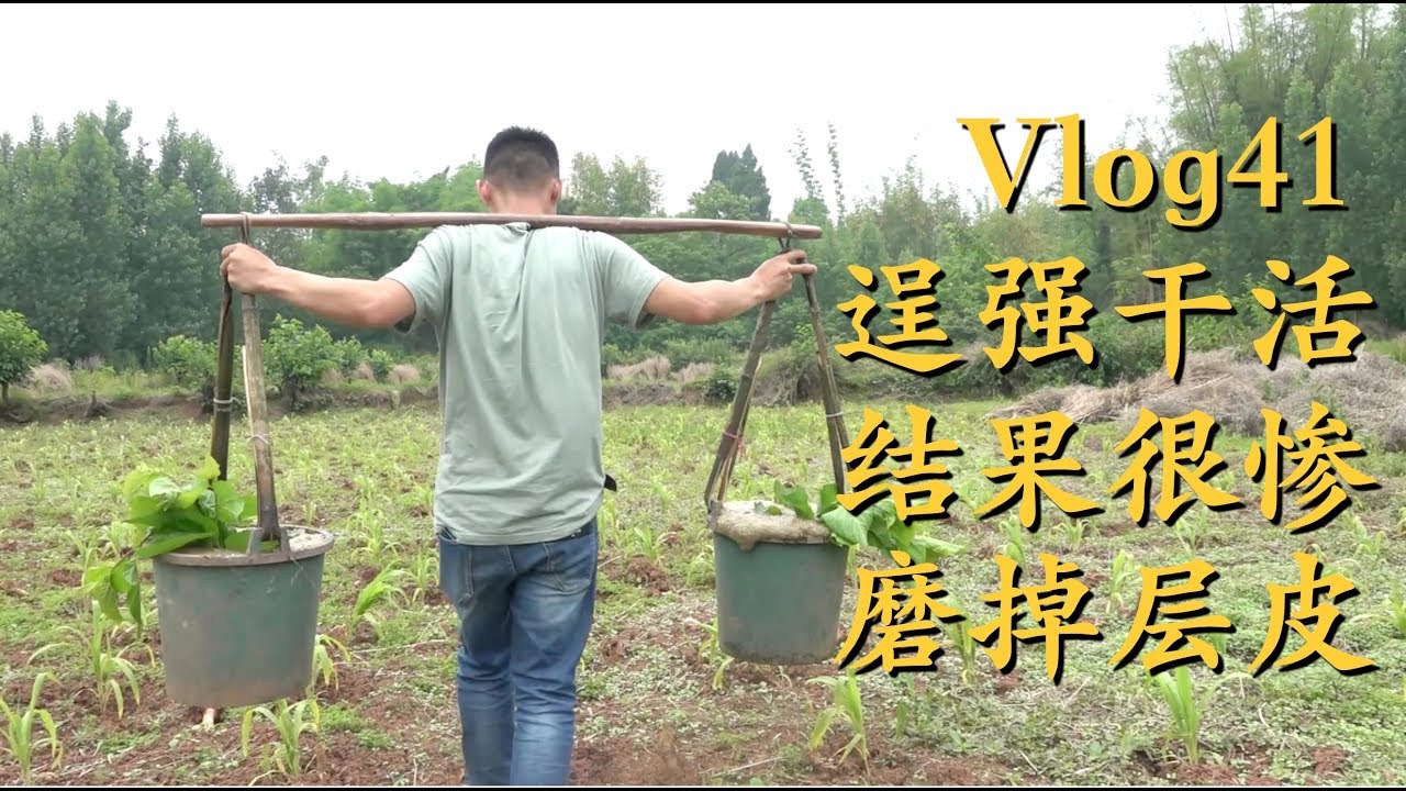 Vlog41王刚帮四伯干农活，半天下来肩膀掉了一层皮！大家猜猜王刚挑的是啥东西？Fertilizing the crops