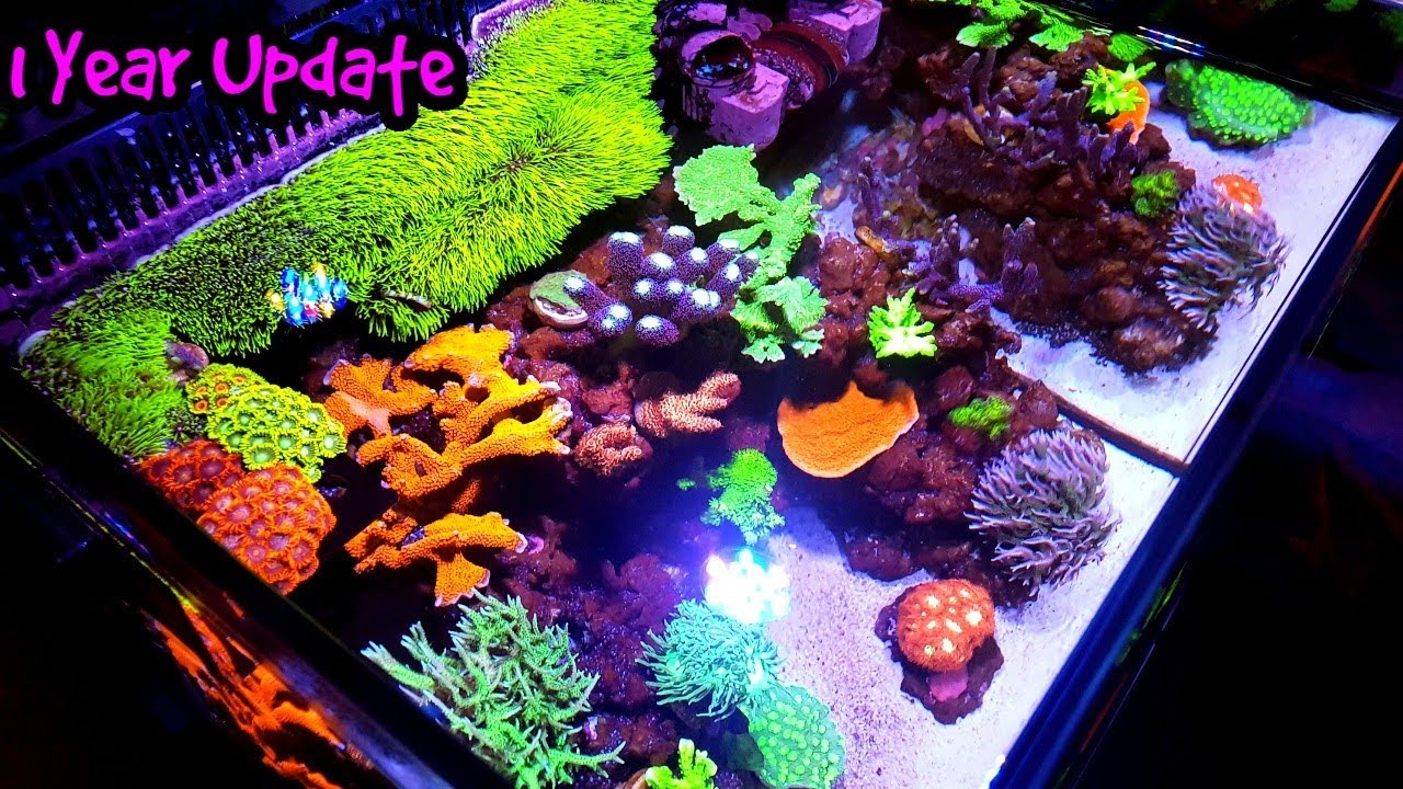 Red Sea Max Nano Reef Aquarium | 1 year Update