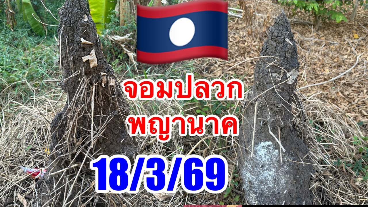 🇱🇦จอมปลวกพญานาค“ลาวพัฒนา18/3/69🇱🇦