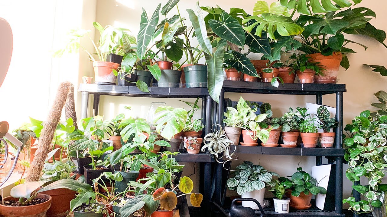 My Rare Houseplant Collection Tour! Complete Houseplant Tour of All My House Plants!