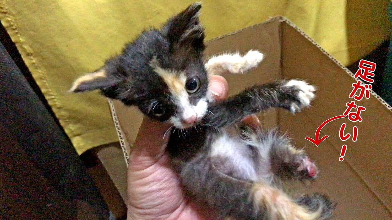 片足が無い子猫が雨の中車道にいたでの保護【保護猫 子猫】