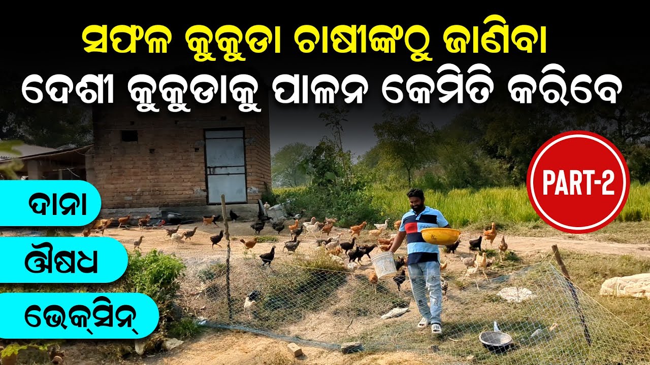 Desi kukuda chasa kemiti karajae | ଦେଶୀ କୁକୁଡ଼ାକୁ କେଉଁ କେଉଁ ରୋଗ ହୁଏ | desi kukuda chasa odia
