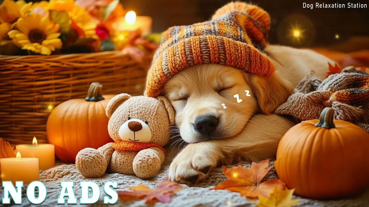 (No Ads) Healing Music for Dogs 🎶❤️ Relieve Separation Anxiety & Create a Calm Home Environment