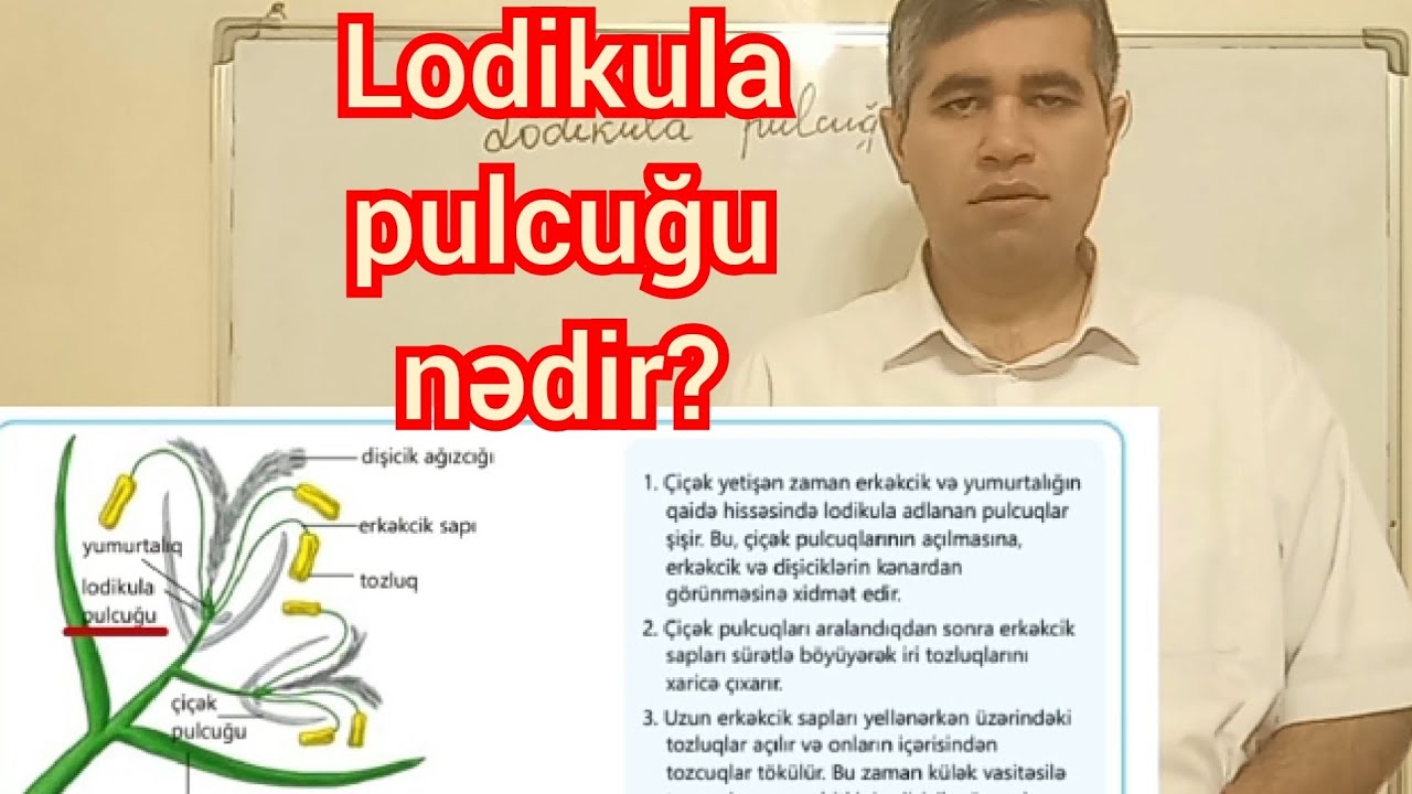 Lodikula pulcuğu nədir? (7-ci sinif biologiya, l hissə, səhifə 59)