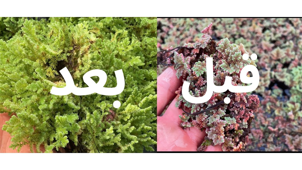 لماذا تتحول الأزولا إلى اللون الأحمر؟ اكتشف الأسباب والحلول السريعة