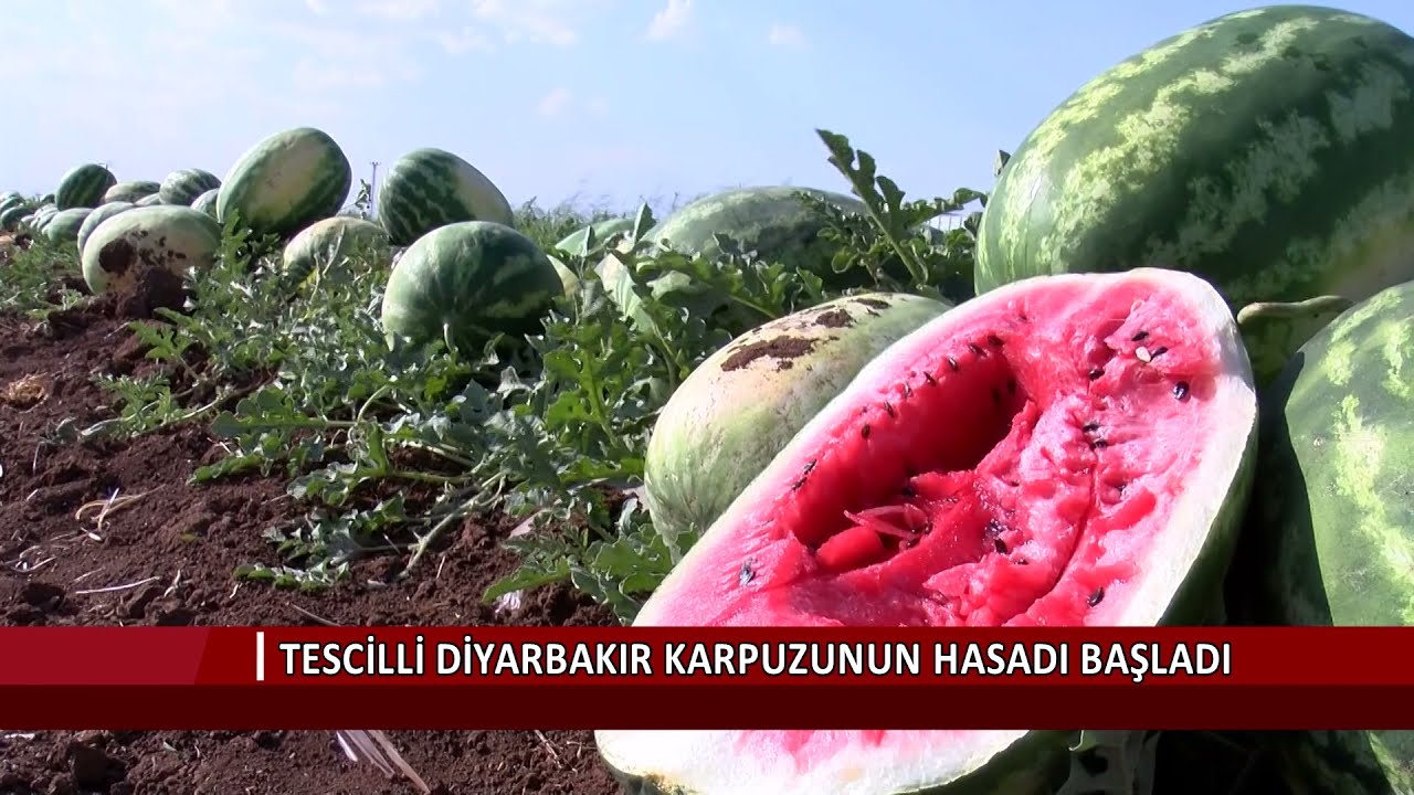 Diyarbakır’ın tescilli karpuzunda hasadı başladı