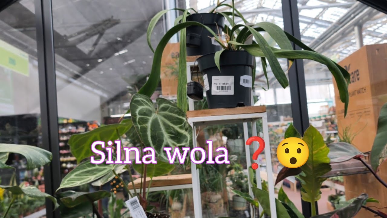 Roślinna pokusa… ale powiedziałam NIE 🌱