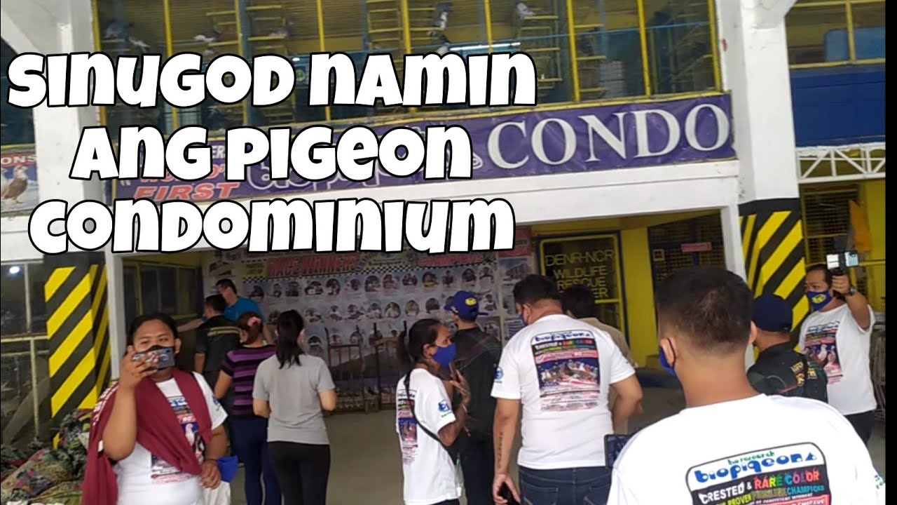 ANG LAKI AT ANG DAMING KALAPATI! 😱 | BIO PIGEON BIO RESEARCH (part 4)