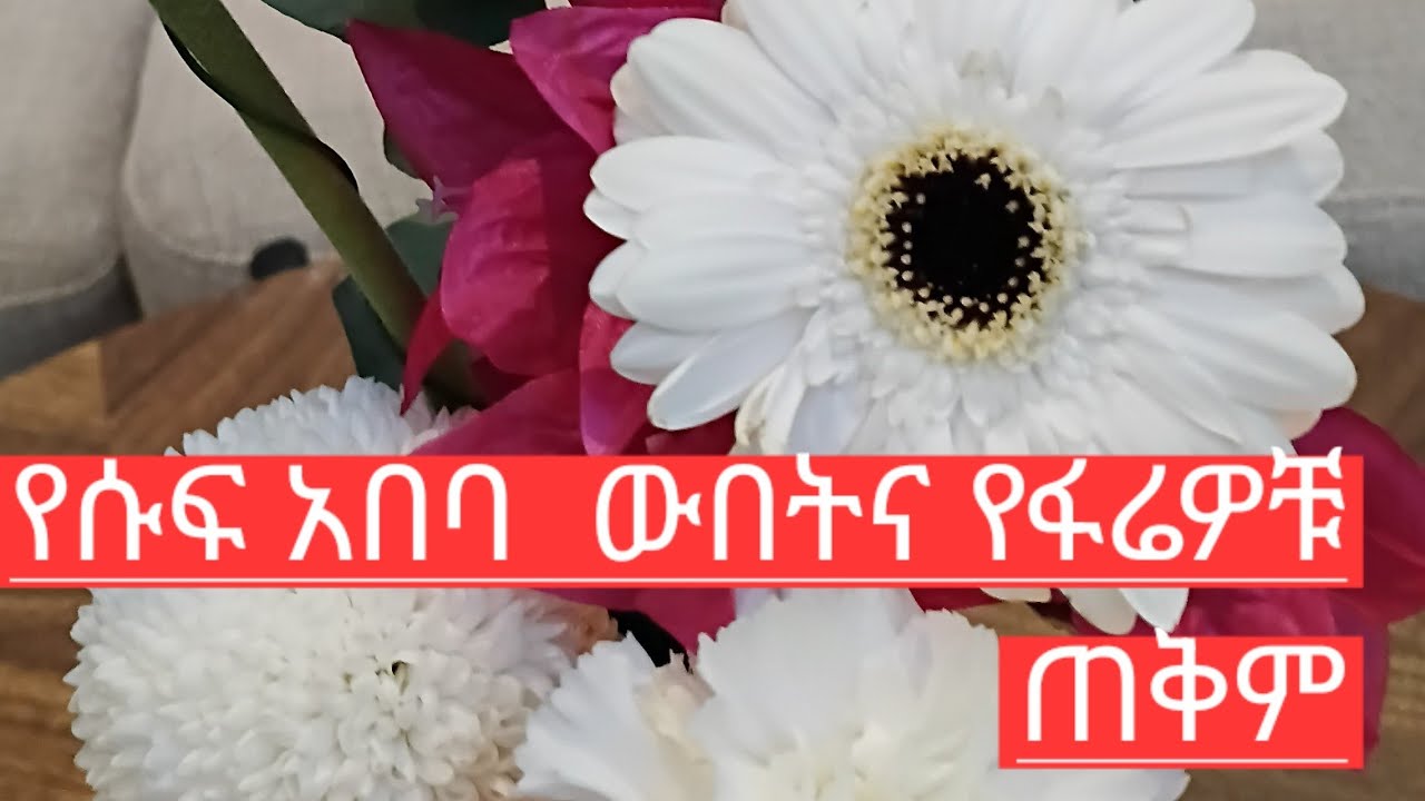🛑 የሱፍ አበባ ውበት ና የፍሬወቹ ጥቅም!!