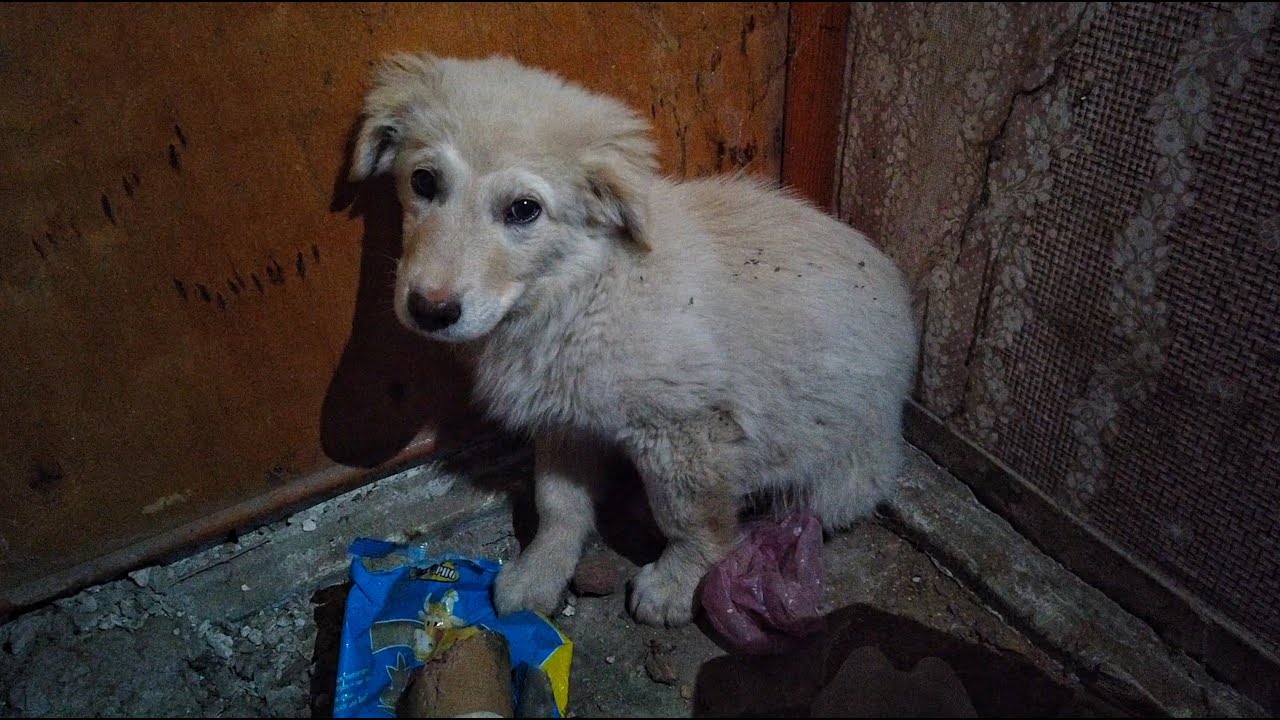Why would anyone  Throw  out a Mother Dog after she Gives Birth