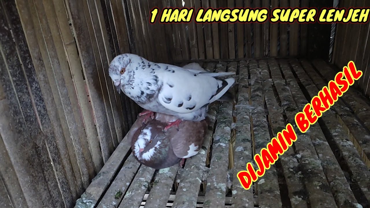 MELENJEHKAN MERPATI BETINA CUMA 1 HARI...LANGSUNG LENJEH DAN MINTA KAWIN