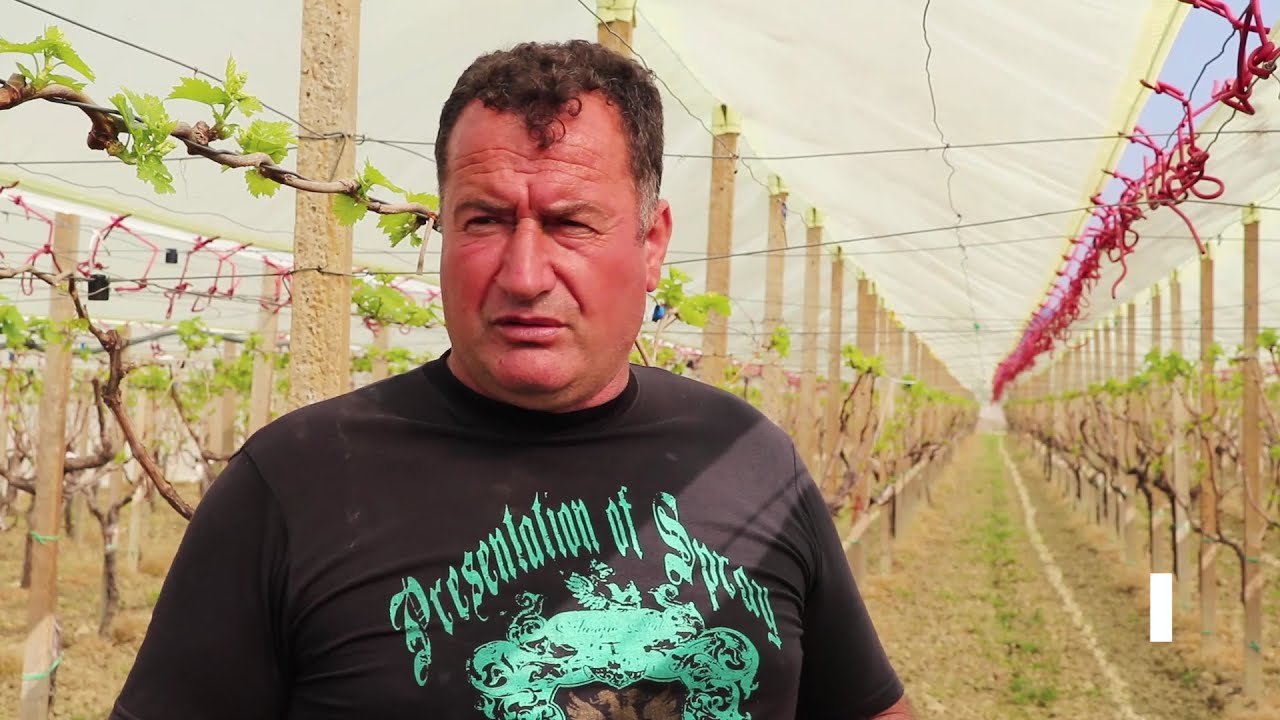 Sokol Negollari &ndash; Vreshtari n&euml; serra