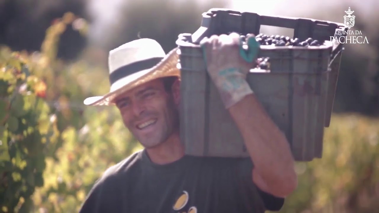 Harvest 2020 at Quinta da Pacheca