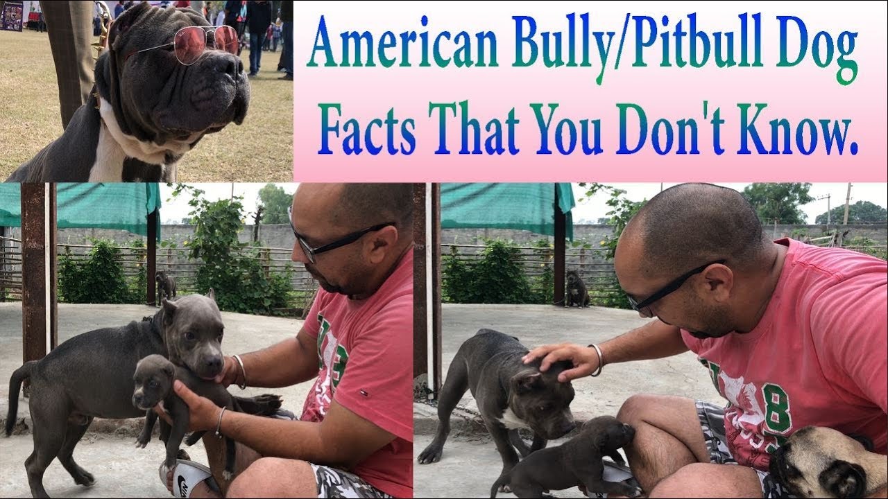 American Bully | Pitbull Dog | Puppy Facts That You Don't Know. BholaShola | Harwinder Singh Grewal