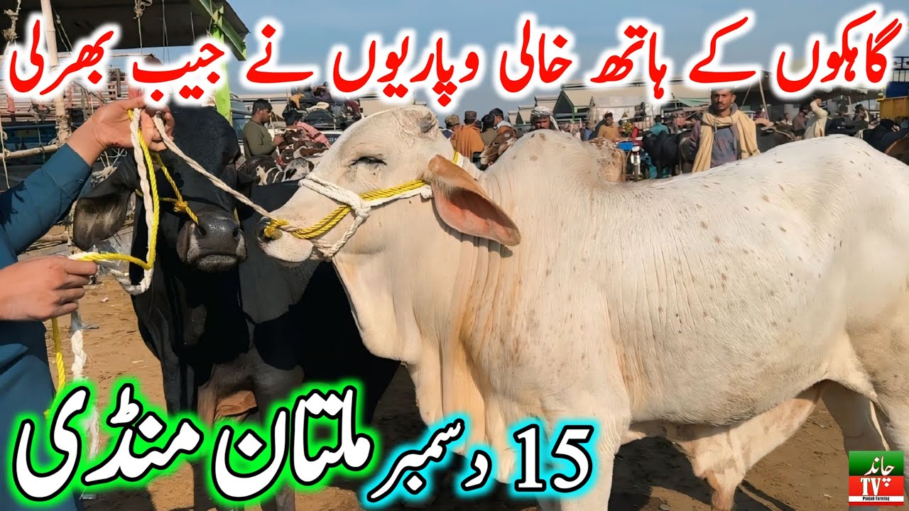 Multan Cow Mandi Fresh Latest Update Video | Cholistani Nukre Ablk Sahiwal Bachre | Cow Mandi 2024🔥