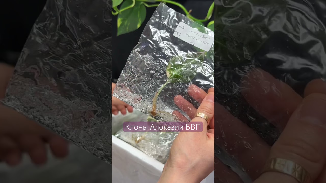 Получили свежую поставку клонов #цветочнаяклептомания #tissueculture #plants #клоны #алоказии