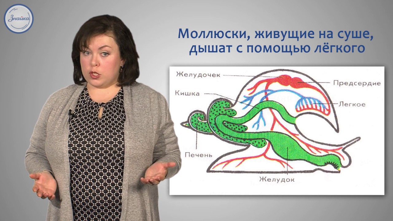 Биология 7 класс. Тип Моллюски.  Общая характеристика типа