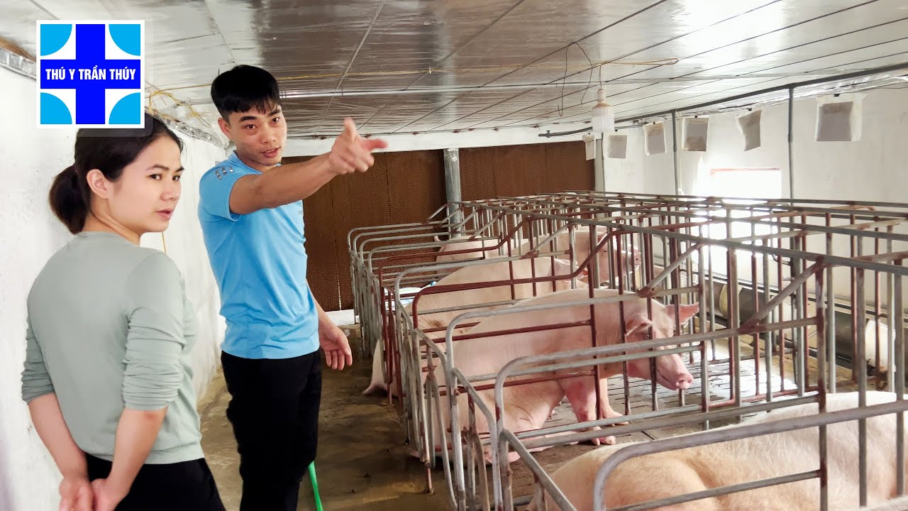 Thanh niên khởi nghiệp với 15 heo nái và 200 lợn thịt