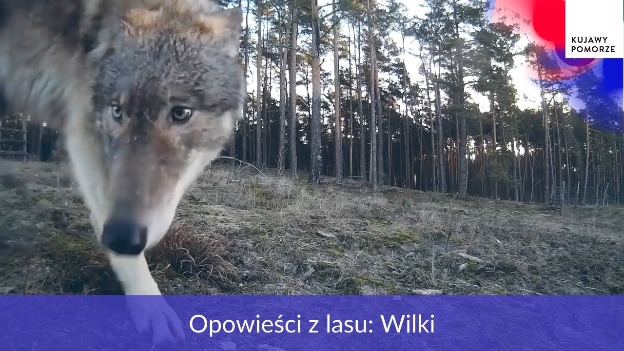 Opowieści z lasu: Wilki