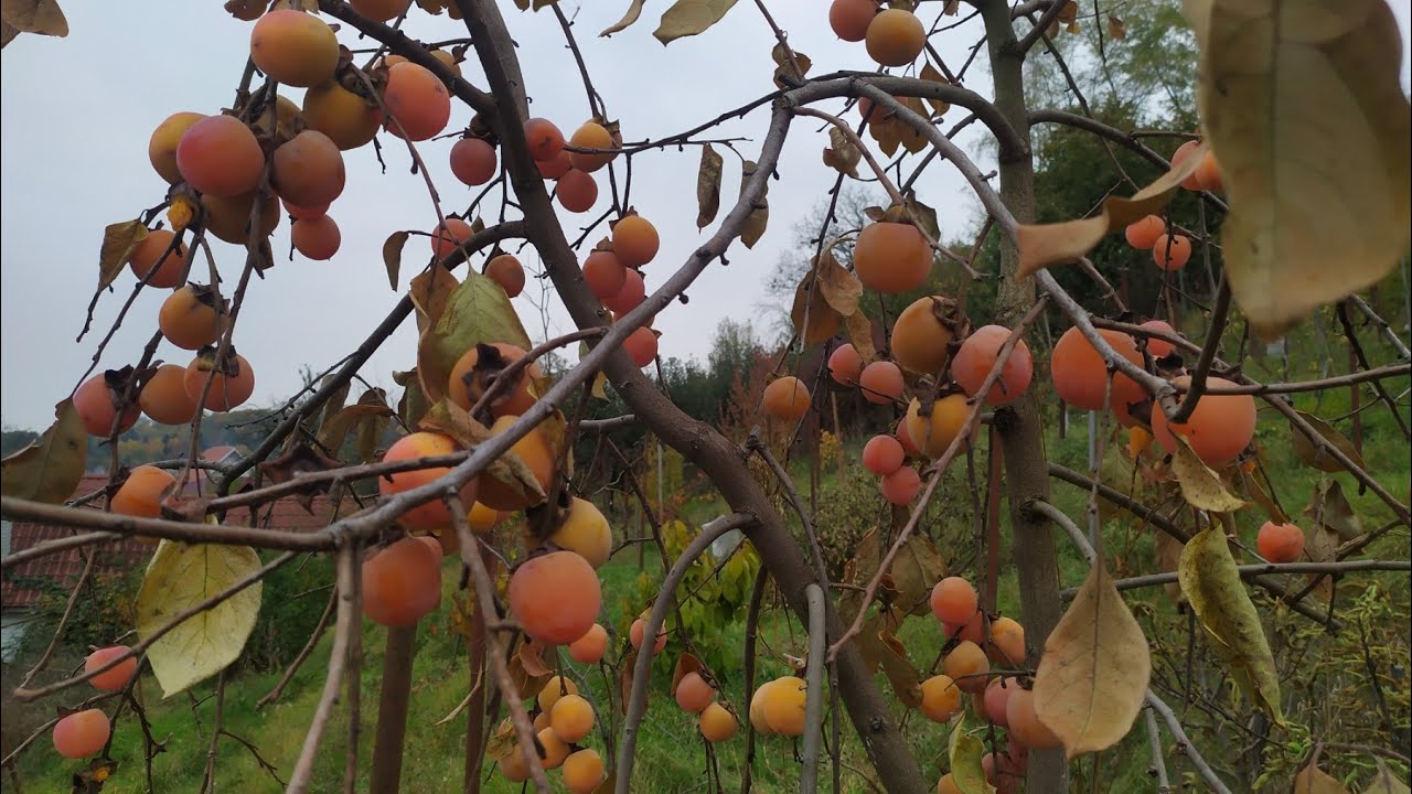 Хурма 2025. Що і як в цьому сезоні.