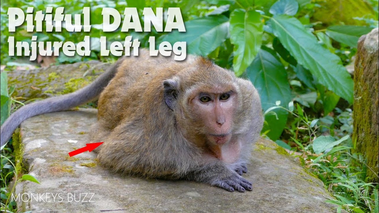 Trillion Pity!! Dana Got Serious Injured Because King Skippy Fight Dana Till Dropped From High Tree