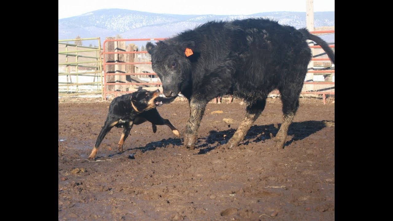 Roger Urricelqui in the training pen with Trey.