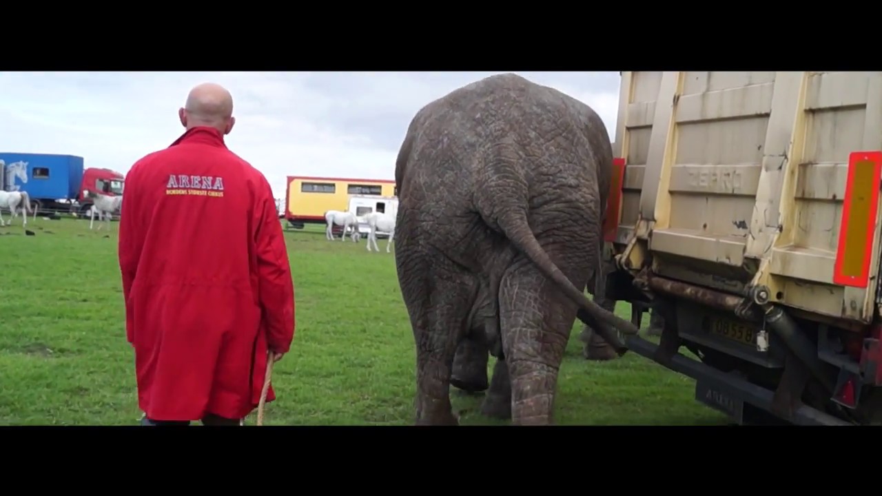 Turen i manegen - Cirkus Arena 2018