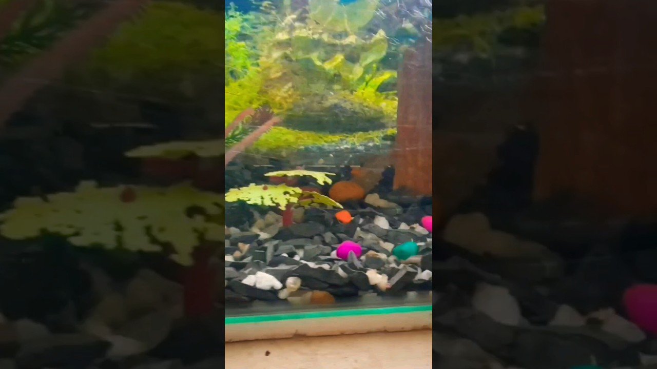 A fish tank setup ideas for mona angel fish