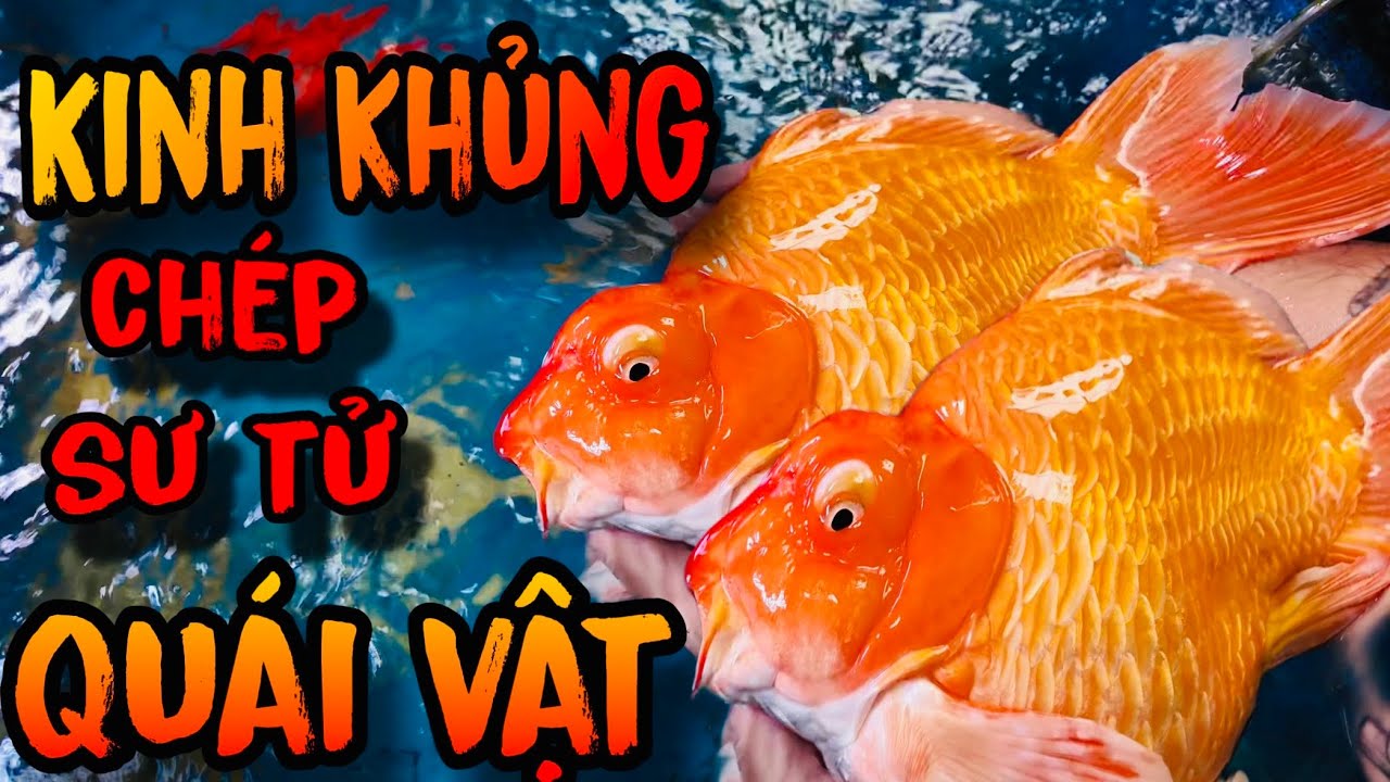 Tham Quan Trại Cá Chép Sư Tử | GẶP NGAY QUÁI VẬT | Tuấn Cá Đây | Vlogs 5