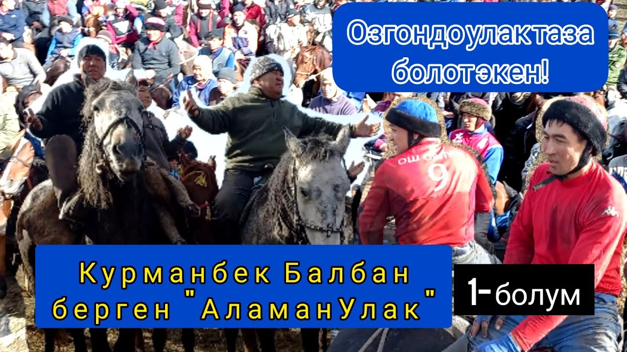 Озгондо Улак таза болот экен! Курманбек Балбан берген Аламан Улак(1-болум)