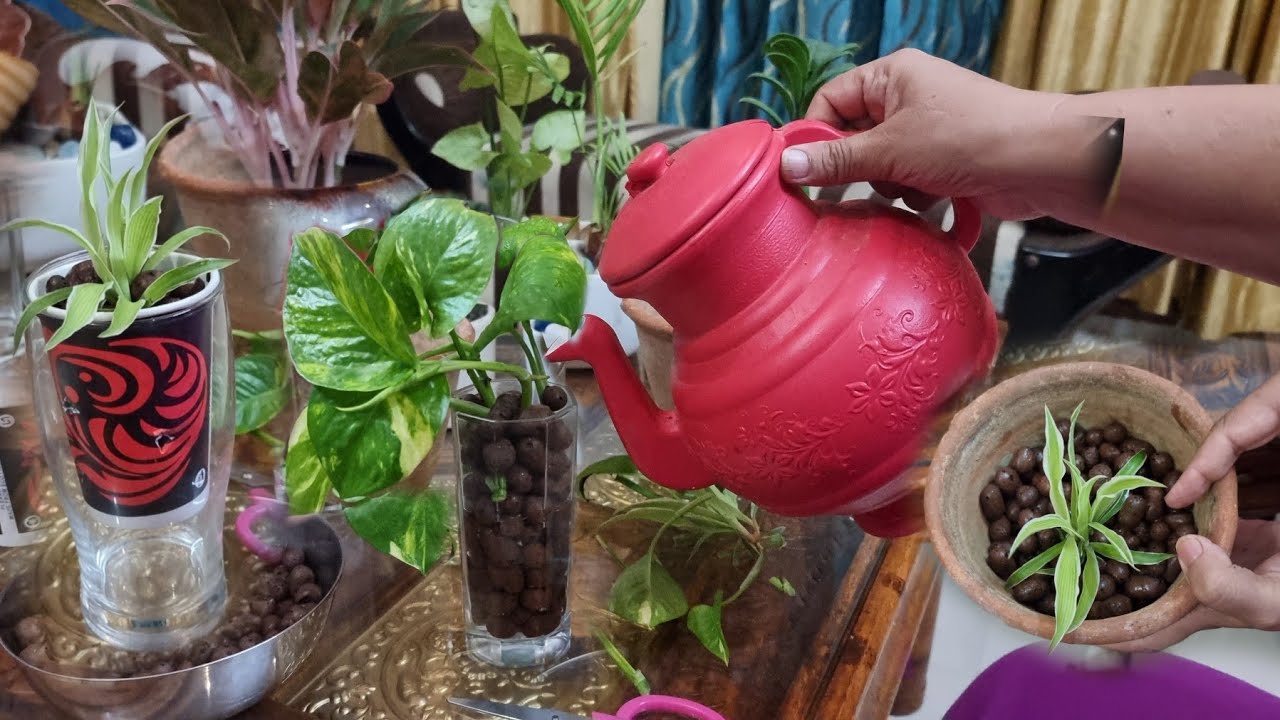 Grow Plants like THIS in Leca Balls || 3 Ways to Grow Plants in Leca Balls / Water