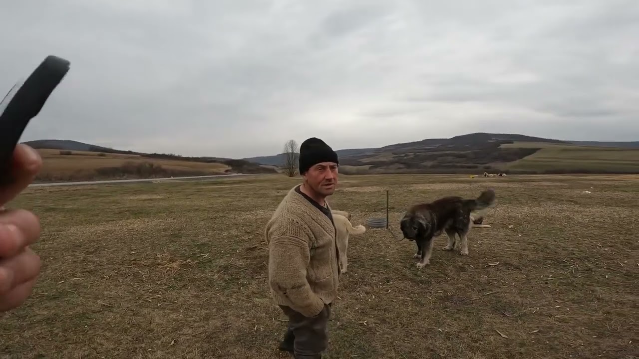 Căini KANGAL ,Caucazian și VOLKODAV a lui ?Claudiu