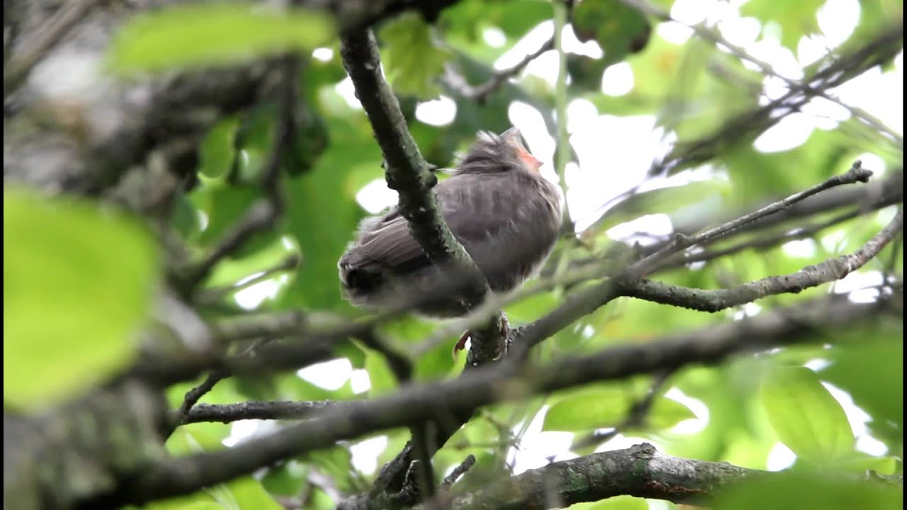 MNSA Cam: Brood Parasitism