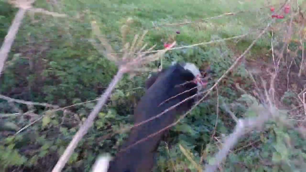 mooching with the dogs