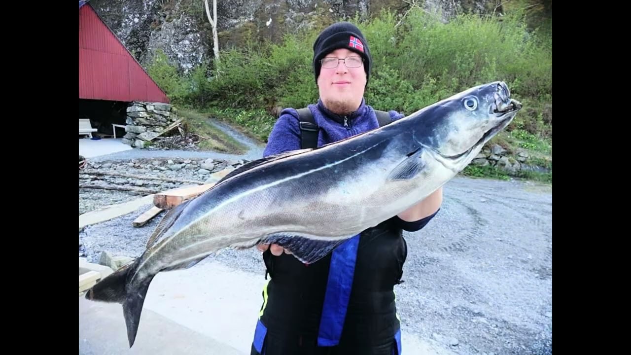 Angeln Norwegen Björnafjord Orcas 