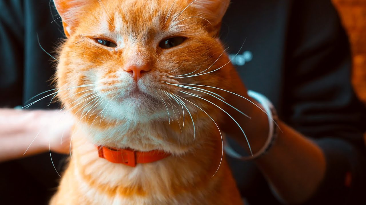 Visiting a Cat Cafe | Cute Ambience Video 🐈❤️