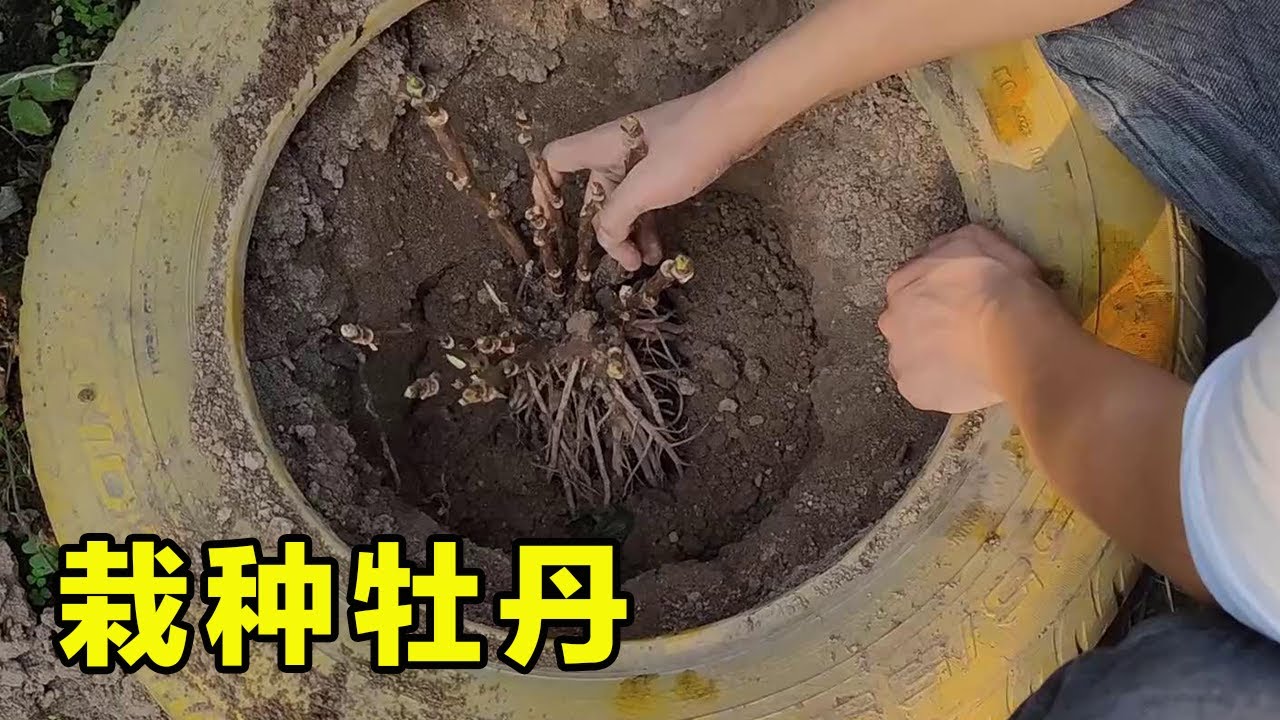 為什麼要秋種牡丹？要選對時間，否則甭想賞花，能養活就不錯了！ 【養花匠小齊】