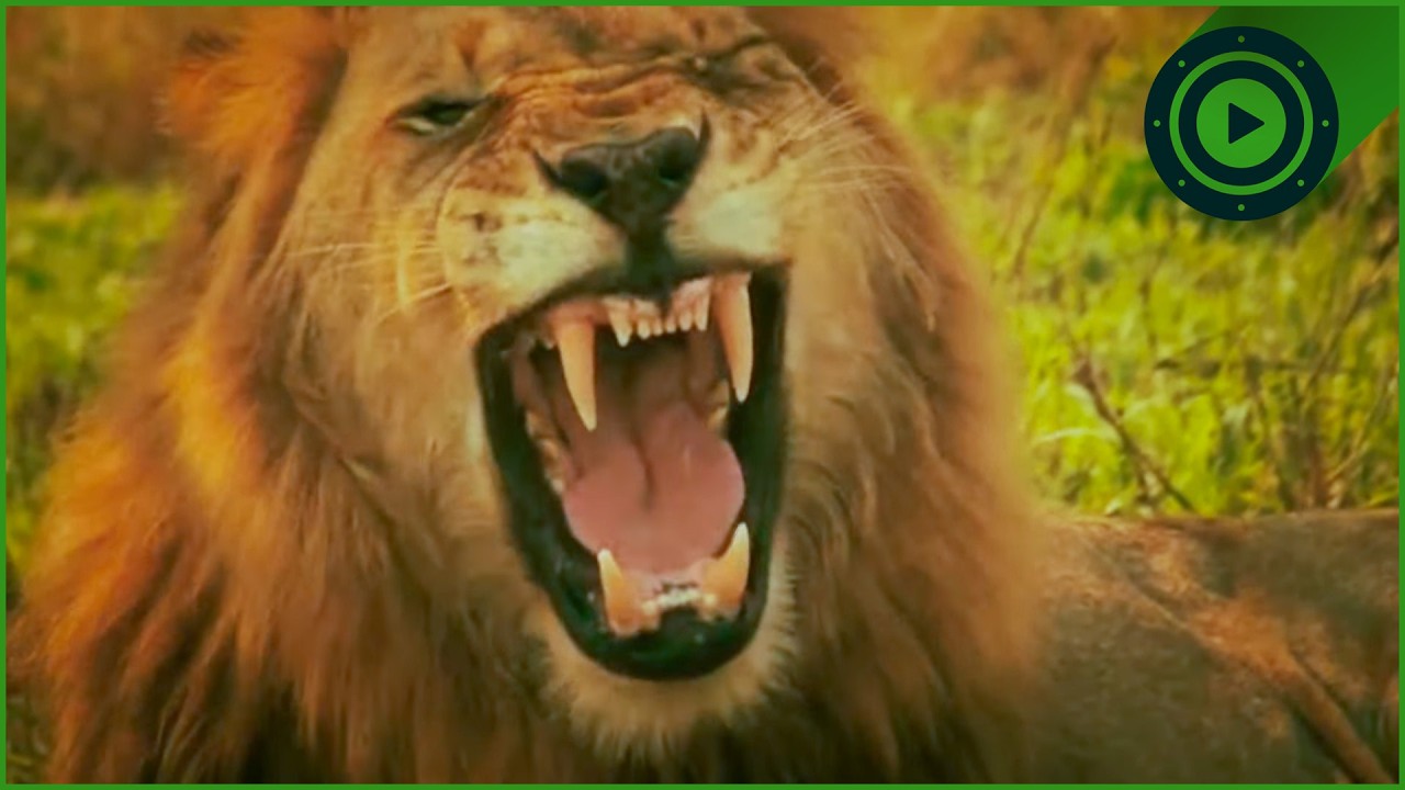 The Largest Lions Ever Recorded: The Terrifying Legend of Tsavo