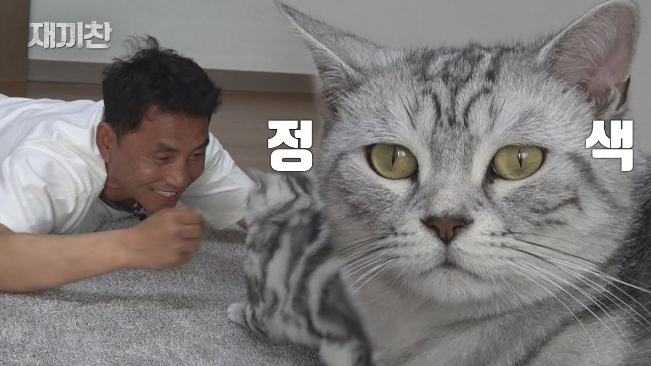 나 고양이 발랄이 내 집사는 동물농장 갓찬종이다. | I'm a cat, Bal-lal who lives with Chanjong.