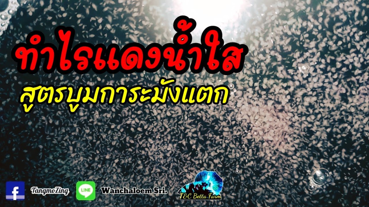 หัดเพราะเลี้ยงไรแดงด้วยน้ำใสแบบบูมๆเพราะเลี้ยงปลากัดสวยงาม//T&C Betta Farm
