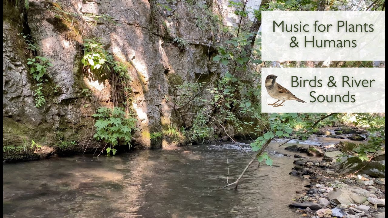 Very Powerful Music for Plants to Stimulate Plant Growth with Birds and River Sounds