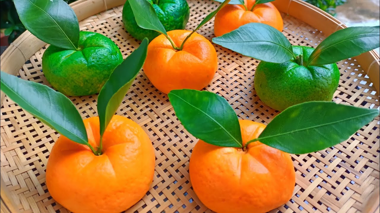 |BÁNH BAO TRÁI QUÝT - TRÁI CAM SIÊU CƯNG| CÁCH LÀM BÁNH XỐP, MỊN CĂNG BÓNG| TRANG LÊ - THÍCH NẤU ĂN|