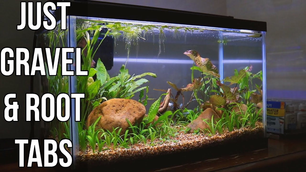 Easy Planted 10 Gallon Betta Tank is Complete!