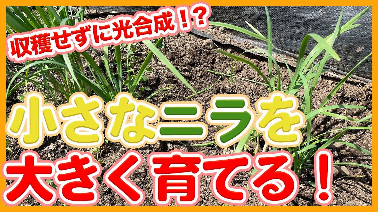 家庭菜園や農園のニラ栽培で小さいニラを大きく育てるコツ！来年倍の収穫を目指すニラの育て方を徹底解説！/Chive cultivation tips from a Japanese farmer.