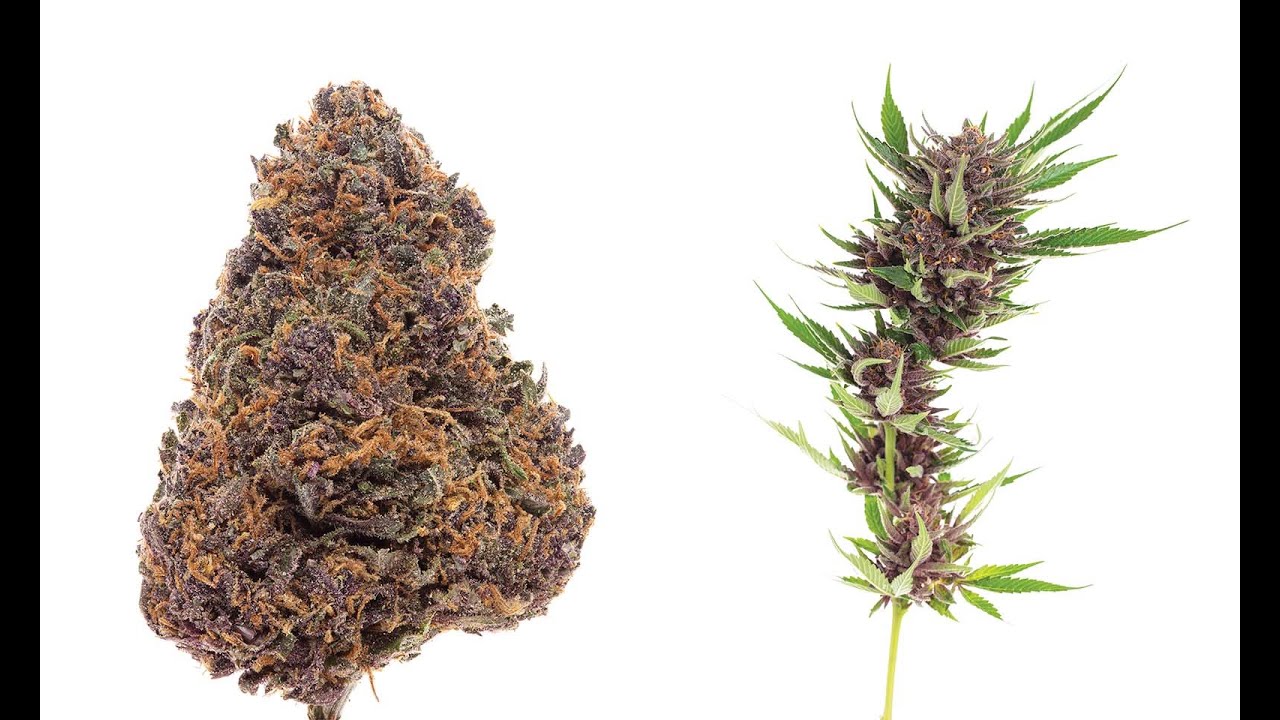 Forbidden Fruit Cannabis Strain