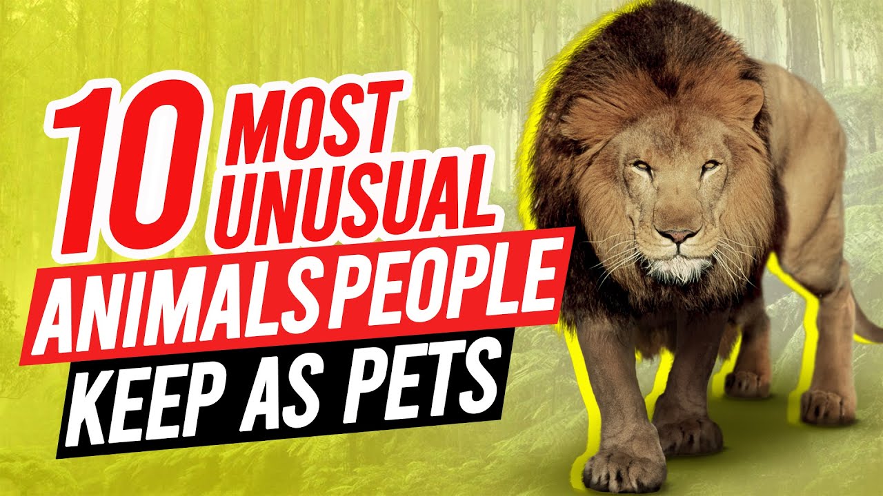 Top 10 Most Unusual Animals People keep As Pets