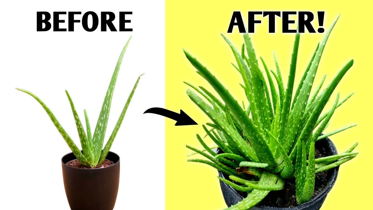 How To Grow Aloe Vera Plants FAST - 3 PROVEN Tips // Aloe Vera Plant Care Tips