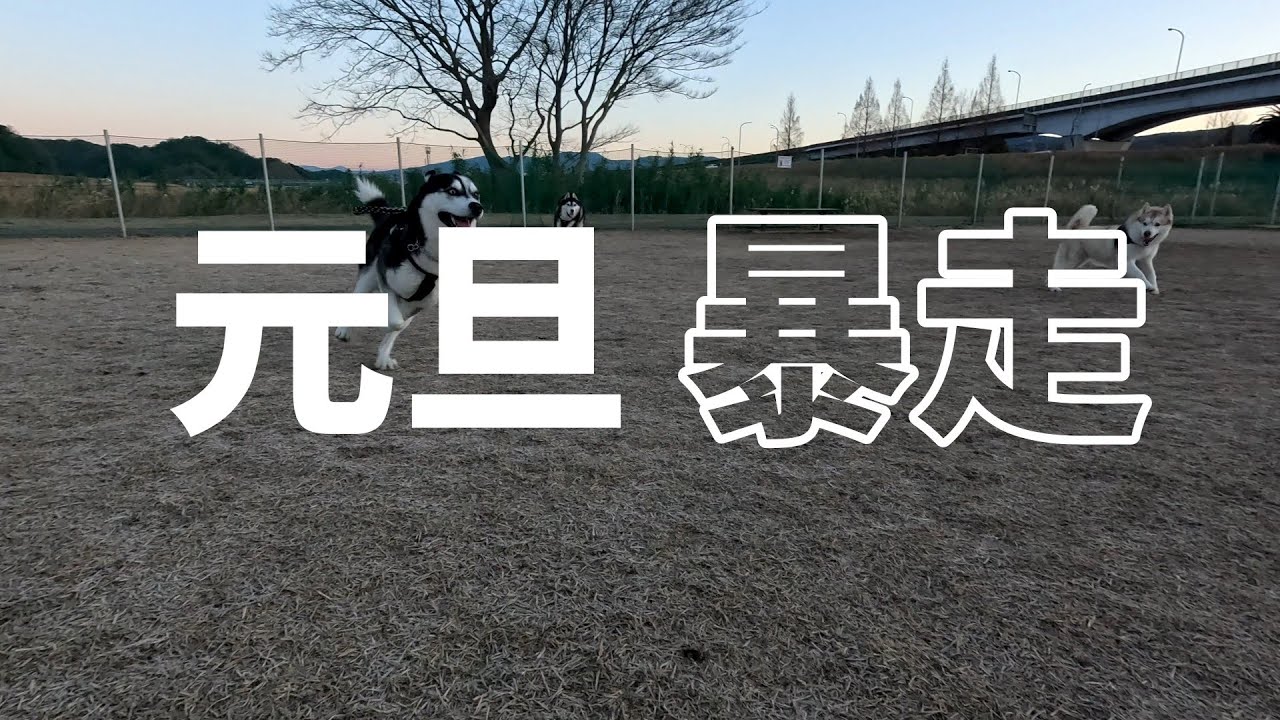 元旦暴走と多頭飼いの話