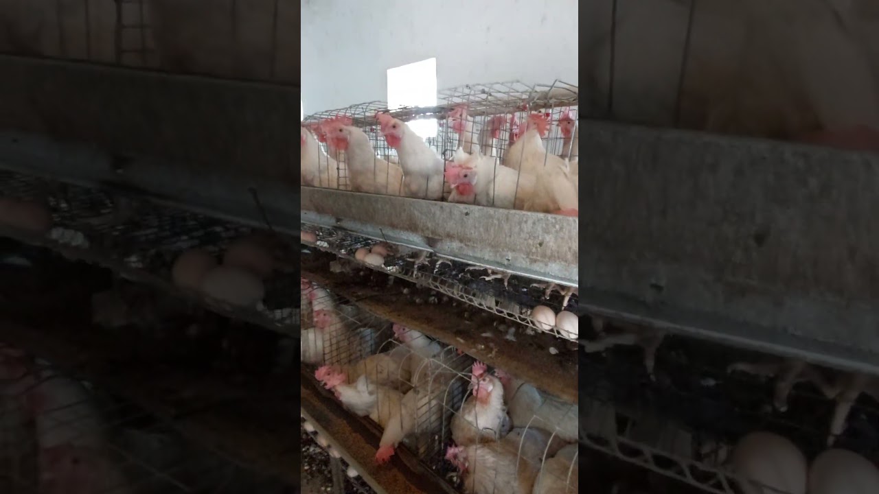 тухум йуналишидаги товук бизнеси