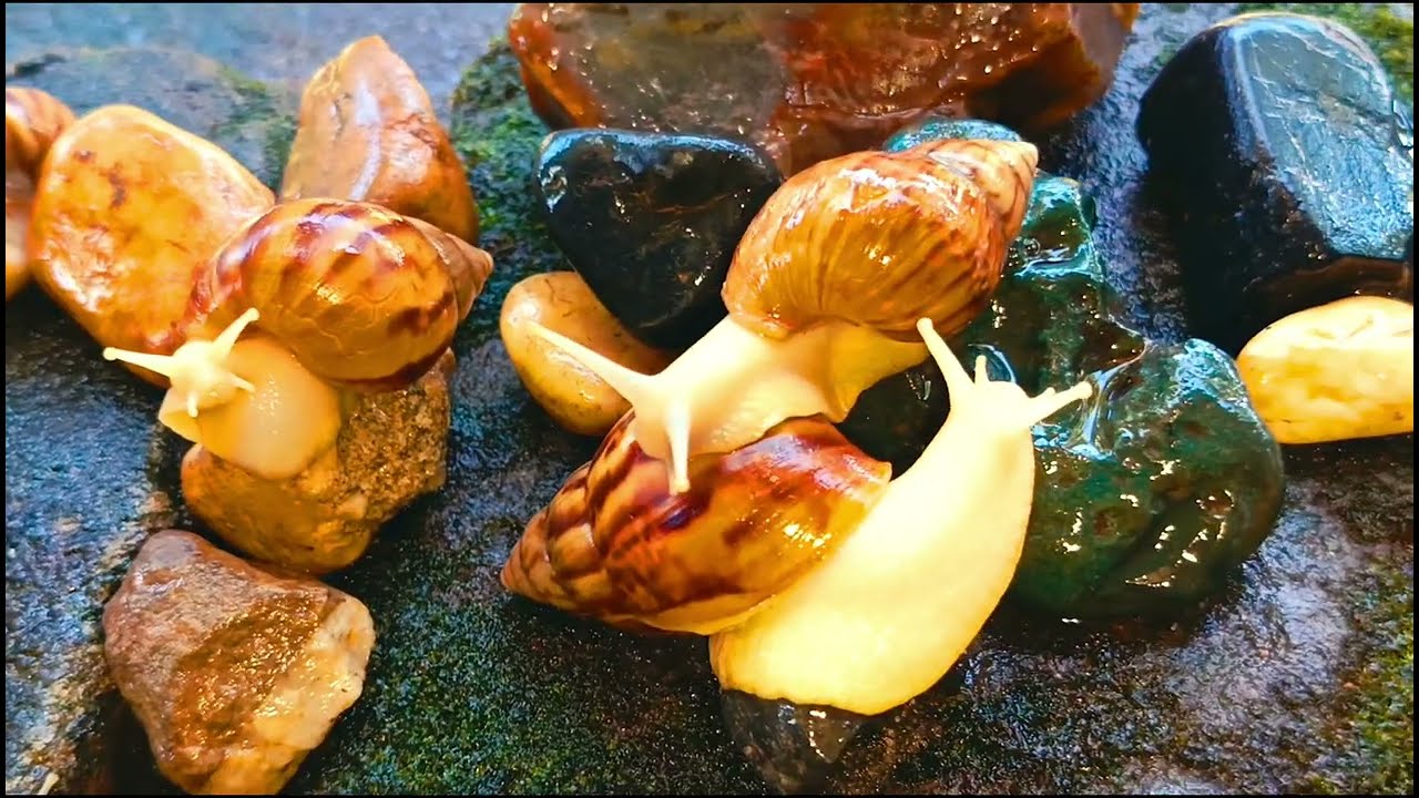 A Snail's World , Life in the Slow Lane #SnailColony ​#SnailLife #PeacefulLife